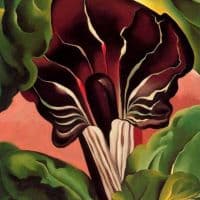 Georgia O Keeffe Jack-in-the-pulpit Ii 1930 Hand Painted Reproduction