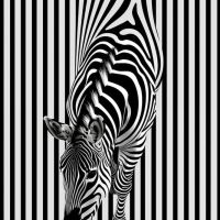 Animal 008