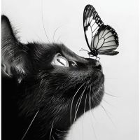 Animal 016