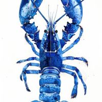 Animal 064