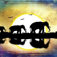 Animal 073
