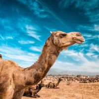 Animal 074