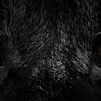 Animal 075