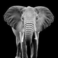 Animal 076