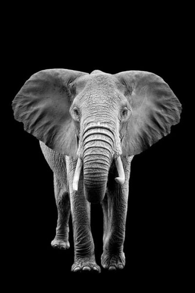 art oil painting reproduction of  Animal 076 museum quality handmade