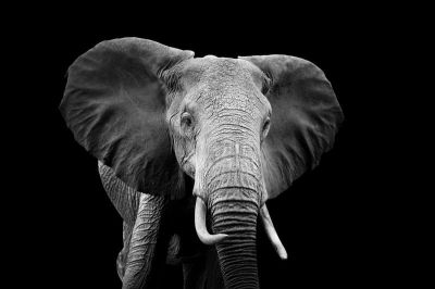 art oil painting reproduction of  Animal 077 museum quality handmade