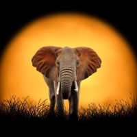 Animal 078