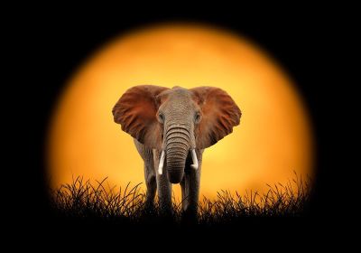 art oil painting reproduction of  Animal 078 museum quality handmade