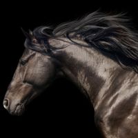 Animal 079