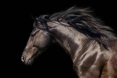 art oil painting reproduction of  Animal 079 museum quality handmade