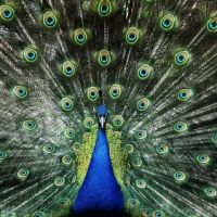 Animal 080