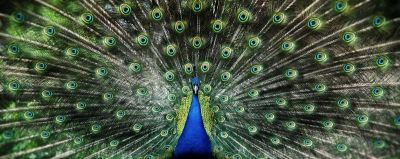 art oil painting reproduction of  Animal 080 museum quality handmade