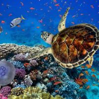 Animal 081