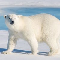 Animal 083