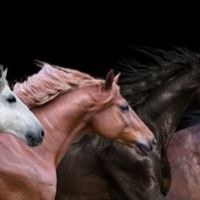 Animal 085