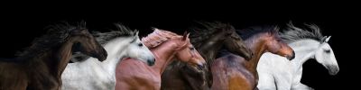 art oil painting reproduction of  Animal 085 museum quality handmade