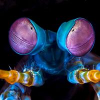 Animal 087