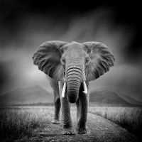 Animal 089