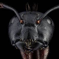 Animal 090