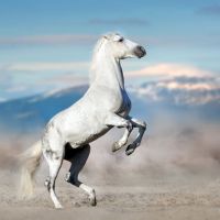 Animal 091