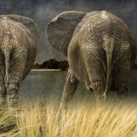 Animal 092