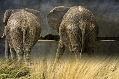 art oil painting reproduction of  Animal 092 museum quality handmade