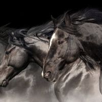 Animal 093
