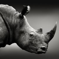 Animal 094