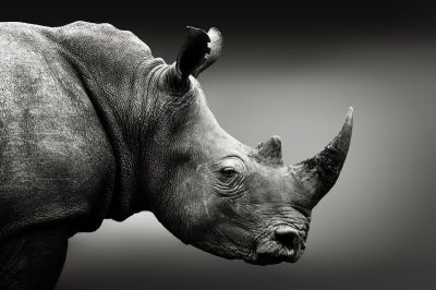 art oil painting reproduction of  Animal 094 museum quality handmade