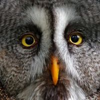 Animal 095