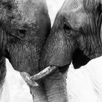 Animal 096