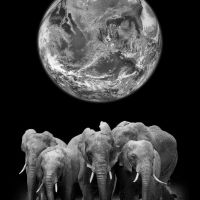 Animal 097
