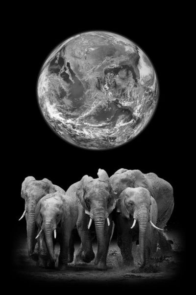art oil painting reproduction of  Animal 097 museum quality handmade