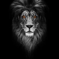 Animal 098
