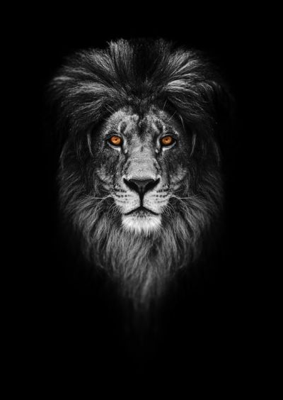 art oil painting reproduction of  Animal 098 museum quality handmade