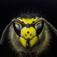 Animal 099