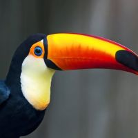 Animal 100