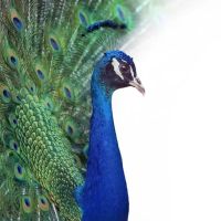 Animal 102