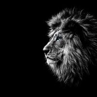 Animal 104