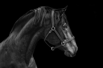 art oil painting reproduction of  Animal 106 museum quality handmade