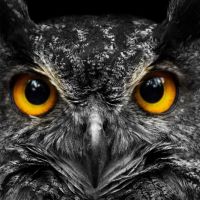 Animal 107