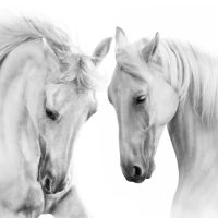Animal 108