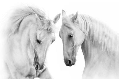 art oil painting reproduction of  Animal 108 museum quality handmade
