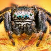 Animal 109