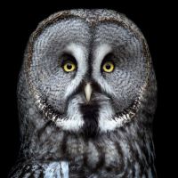 Animal 110