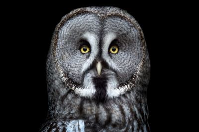 art oil painting reproduction of  Animal 110 museum quality handmade