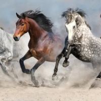 Animal 112