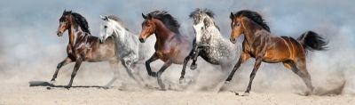 art oil painting reproduction of  Animal 112 museum quality handmade