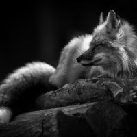 Animal 114