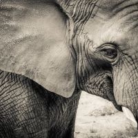 Animal 117